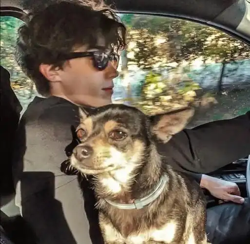 6686体育app高级作者Vega